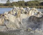 Стадо диких лошадей через воду